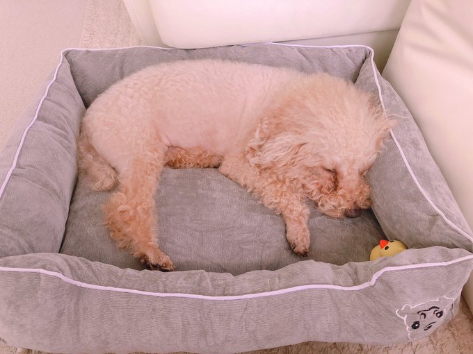 新しいベッドにひよこちゃん連れ込んでお昼寝中😚 そろそろトリミングしなきゃね🐶 https://t.co/CtKgVLsbKy<a href="/tag/%E3%83%95%E3%82%A9%E3%83%BC%E3%83%88%E3%83%8A%E3%82%A4%E3%83%88"class="tags"><span>#フォートナイト</span></a>