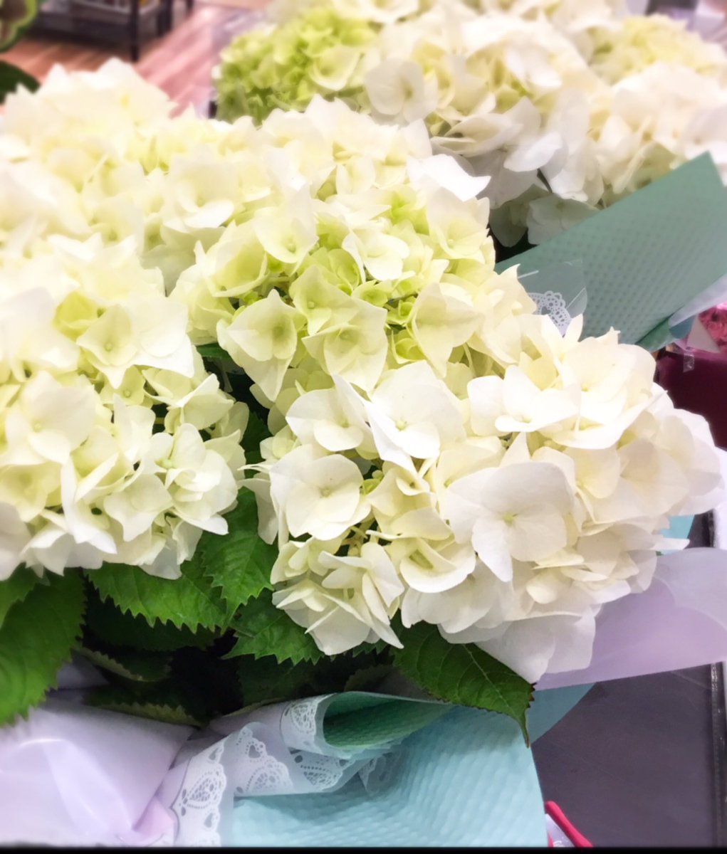 こんにちは🍀
本日入荷したアジサイ「バニラスカイ」の紹介です🌷

真っ白なお花がとってもキレイなアジサイです🌷

優しい色合いに癒されること間違いなし✨

お花が好きな方に贈りませんか？？
#karendo
#アジサイ
#紫陽花
#贈り物
#ギフト