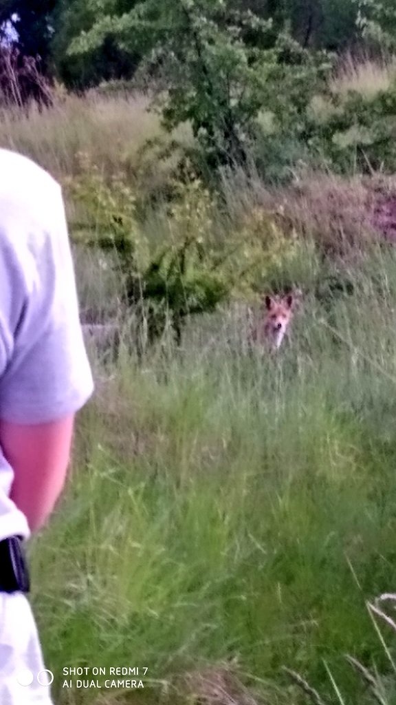 looneee11's tweet photo. We met a fox in the wild near my house😯 https://t.co/NSJIzGBRGN