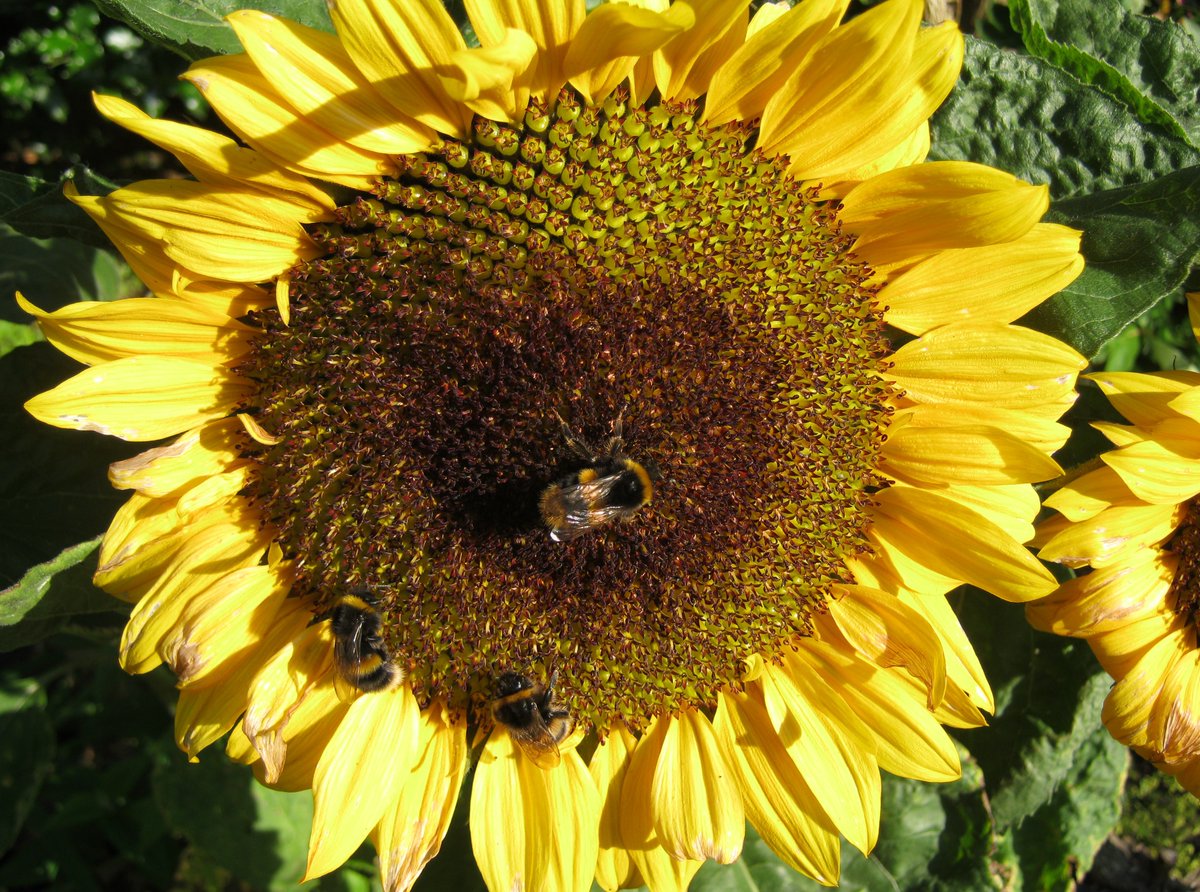 OxfamEducation's tweet image. The #WildChallenge activities from @RSPB_Learning and @theASE have lots of fantastic ideas for helping young people to connect with nature! #HomeLearningUK #WorldEnvironmentDay