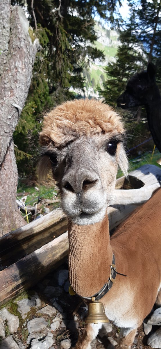 Last weekend we helped Lisbeth with the cattle drive to the alp Tros in #Switzerland. During the alp season she always knows where her animals are thanks to our #alptracker solution. #tracking <a href="/LoRaAlliance/">LoRa Alliance</a> <a href="/LORIOTio/">LORIOT</a> #LoRaWAN #IoT