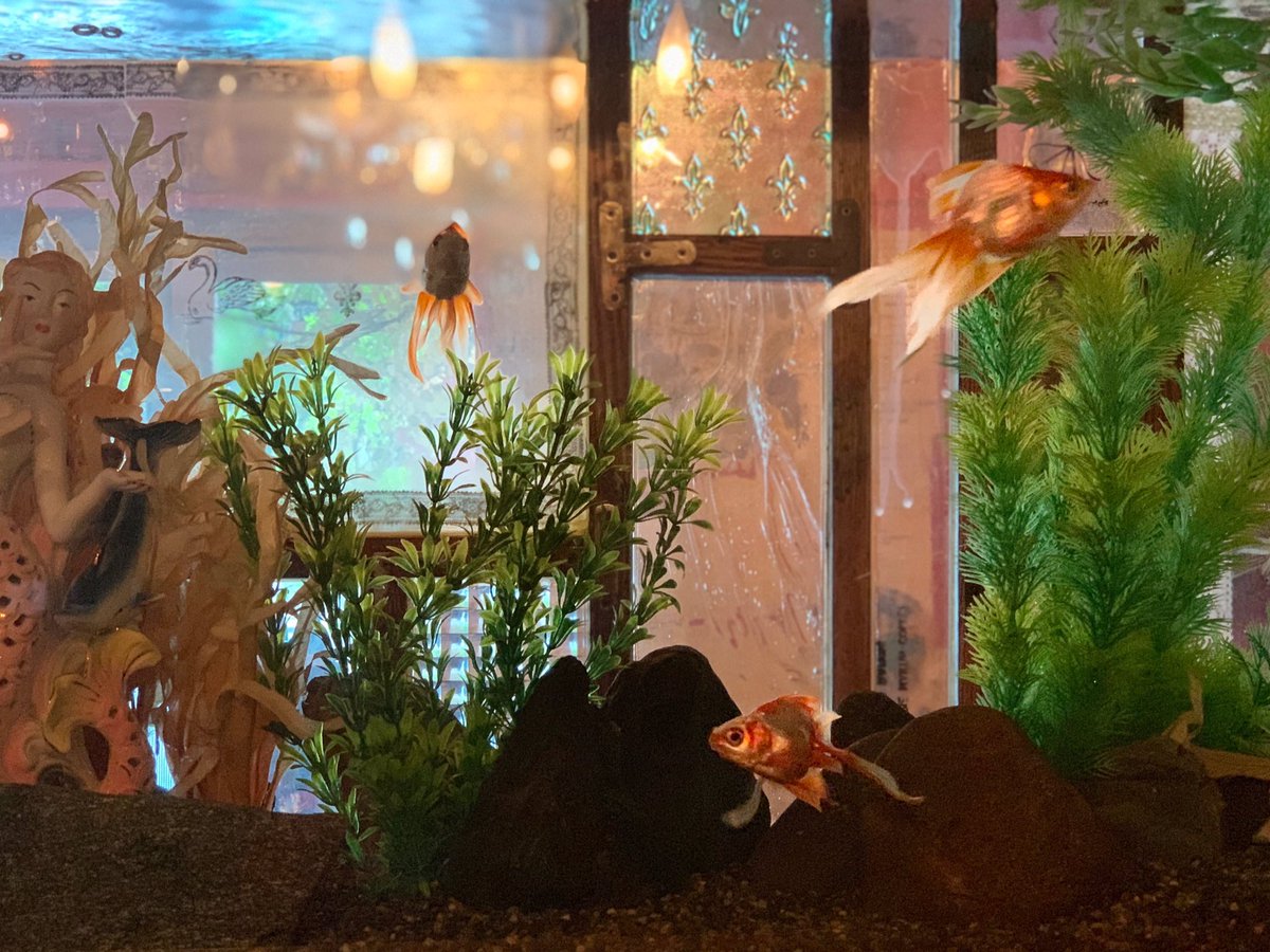 Andpeople 宇田川 Andpeople Udagawa Open 本日も22時まで営業しております 当店にはゆらゆらと金魚が泳ぐ水槽もございます 非日常的な空間でゆっくりなひと時を 12 00 22 00 L O 21 00 Andpeople アンドピープル Cafe カフェ Shibuya 渋谷 Andpeople 宇田川 Andpeople Udagawa Open 本日も22時まで営業しております 当店にはゆらゆらと金魚が泳ぐ水槽もございます 非日常的な空間でゆっくりなひと時を 12 00 22 00 L O 21 00 Andpeople アンドピープル Cafe カフェ Shibuya 渋谷