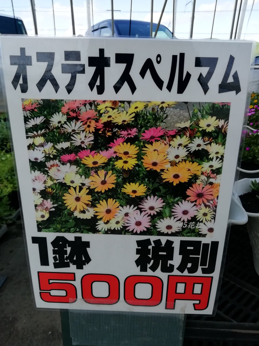 花のまつうら No Twitter オステオスペルマムの鉢も販売開始しました 1鉢税別 500円です 花のまつうら オステオスペルマム 花のまつうら No Twitter オステオスペルマムの鉢も販売開始しました 1鉢税別 500円です 花のまつうら オステオスペルマム