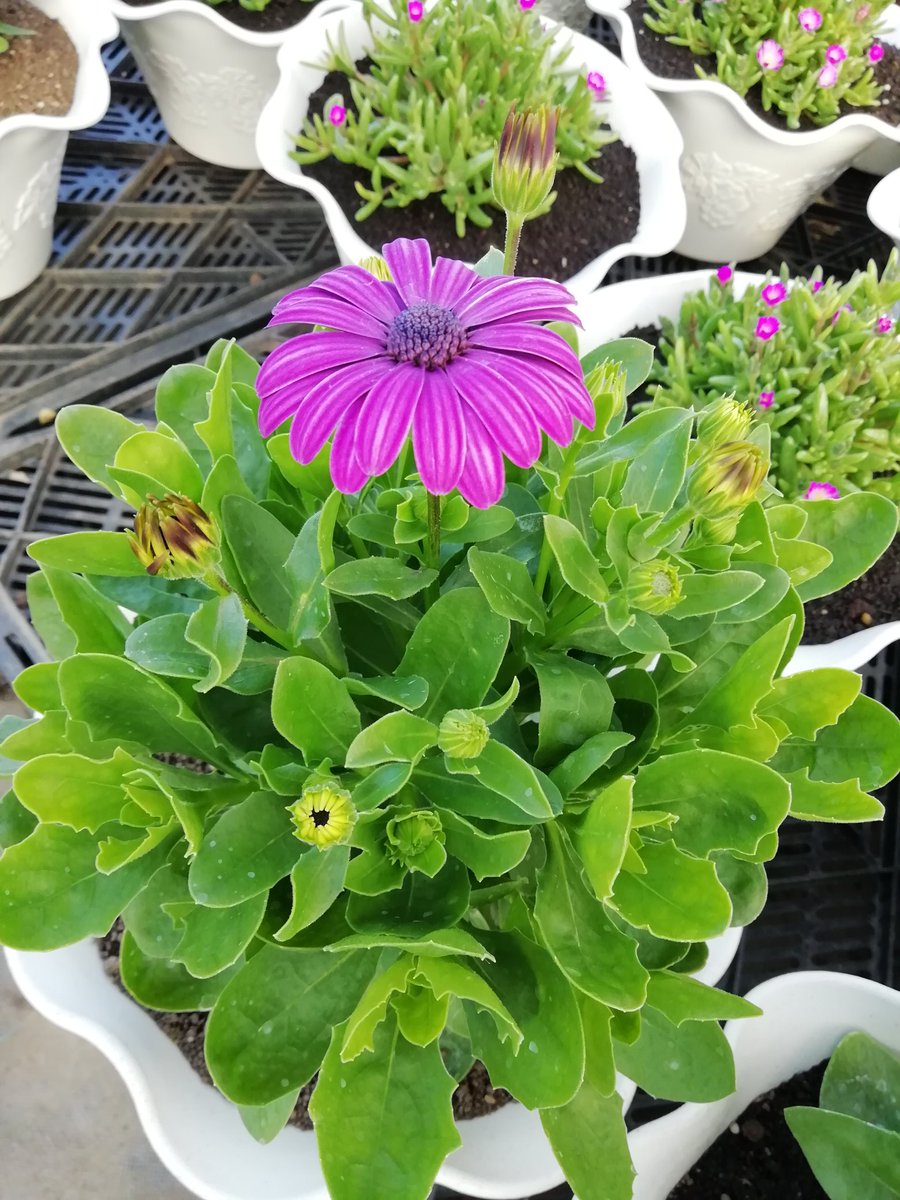 花のまつうら No Twitter オステオスペルマムの鉢も販売開始しました 1鉢税別 500円です 花のまつうら オステオスペルマム