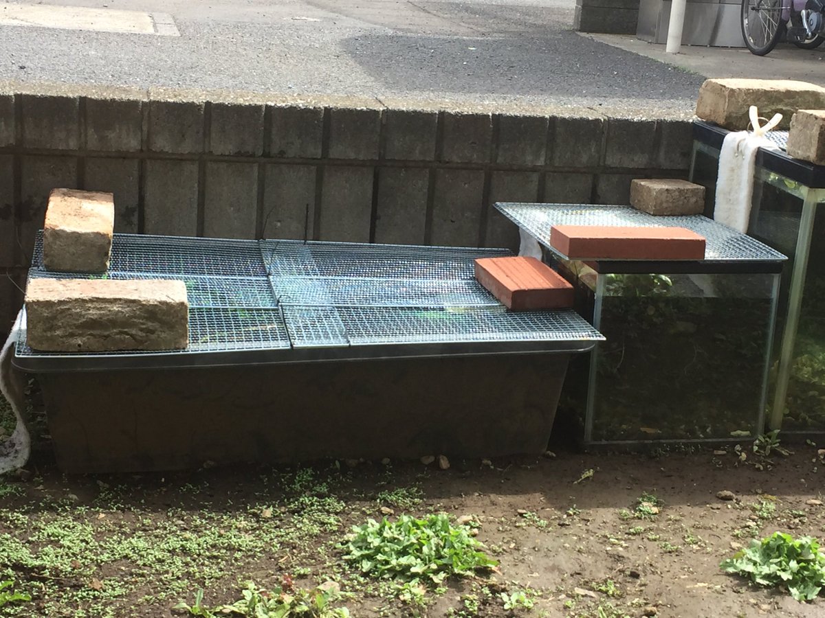 A Aqua 屋外飼育の面々 ロシアリクガメと水槽には右から900 450 450にアミアカルヴァ 450 300 300にカムルチーベビー トロ船にウーパールーパー ベンチの下のプラケースには上の子が世話をするカナヘビ ニホントカゲ カブトムシ コクワガタ A Aqua 屋外飼育の面々 ロシアリクガメと水槽には右から900 450 450にアミアカルヴァ 450 300 300にカムルチーベビー トロ船にウーパールーパー ベンチの下のプラケースには上の子が世話をするカナヘビ ニホントカゲ カブトムシ コクワガタ