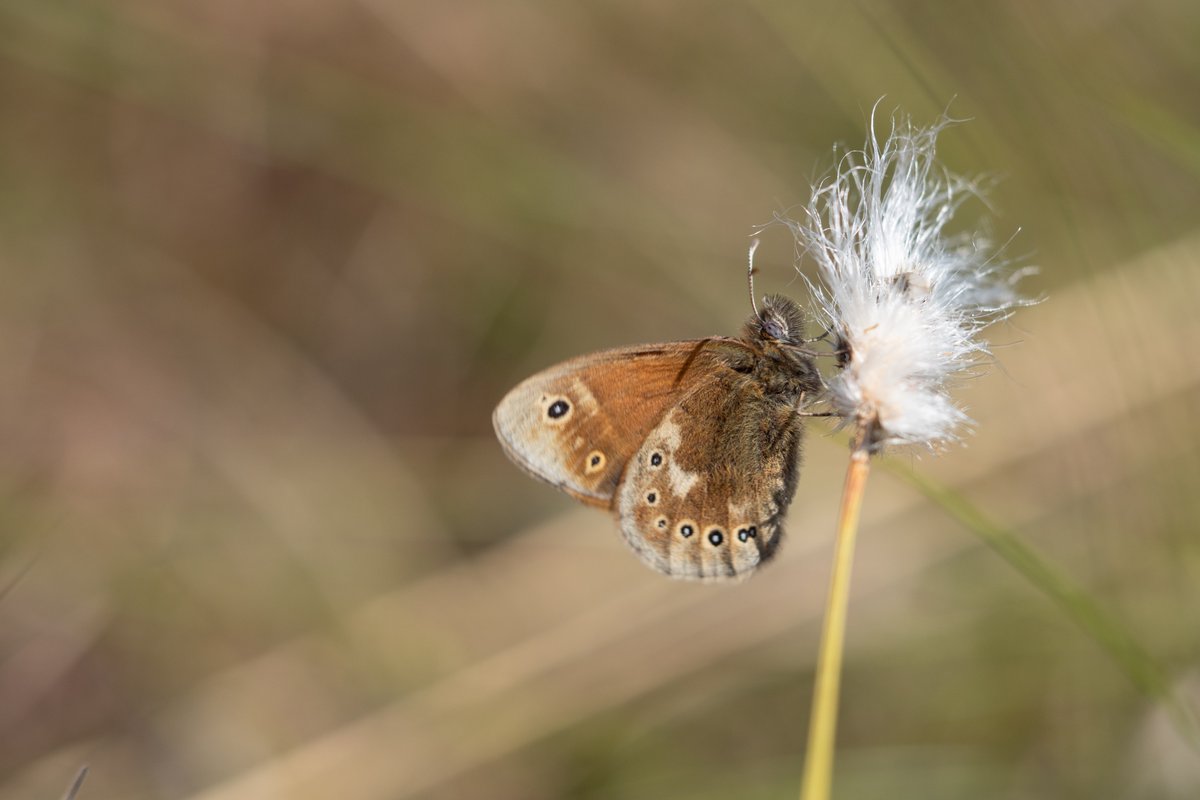 LukeBlazejewski's tweet photo. Manchester's extinct butterfly is back! Last week I took the first photos of the Large heath butterfly (or "Manchester argus"), reintroduced to the Greater Manchester Peatlands after 150 years by @Lancswildlife and @chesterzoo. Welcome home 😊 https://t.co/KkL6ALEgwa