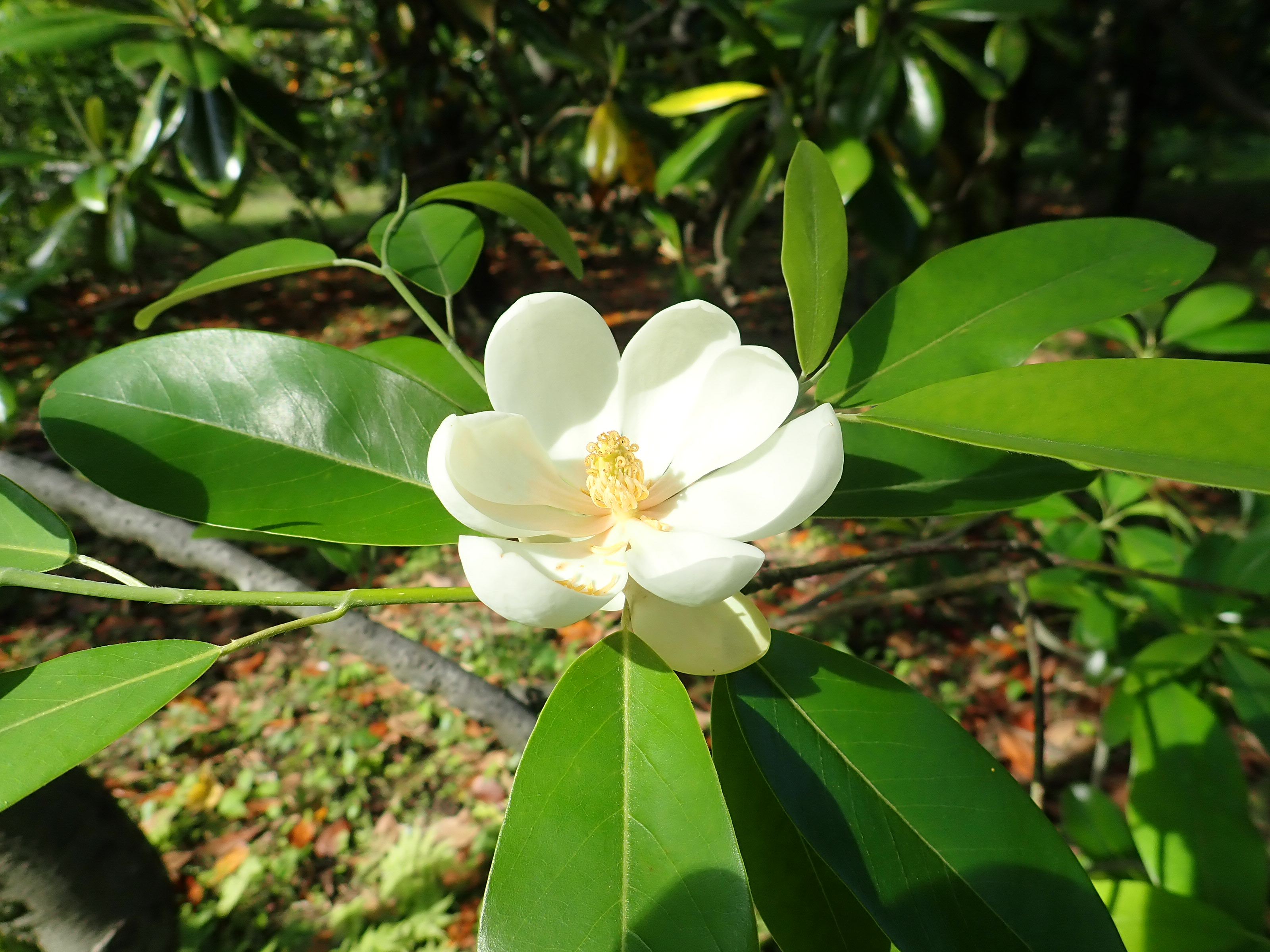 神代植物公園 ニュース スタッフより 園芸係 マグノリア園でヒメタイサンボクの花が咲いています ヒメタイサンボクは北米原産 タイサンボクに似て 花や樹形が小型であることから名づけられました 花が白色 タイサンボクよりかなり小さく 直径7