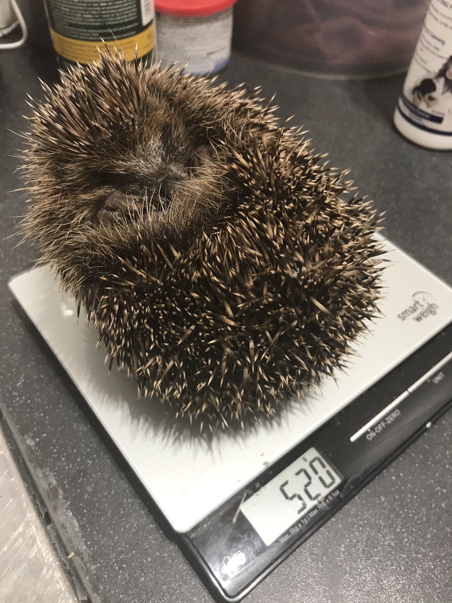littlesilverhog's tweet image. Thrilled with Bunker’s progress so far. 100g weight gain since Friday night and able to curl better as the infection in his leg reduces ❤️🦔❤️ #hedgehogs