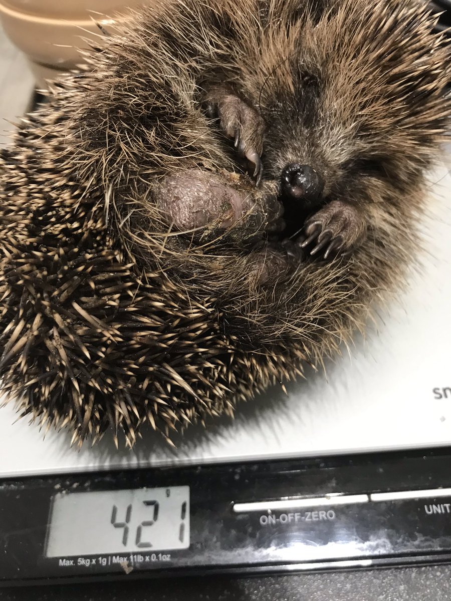 littlesilverhog's tweet image. Thrilled with Bunker’s progress so far. 100g weight gain since Friday night and able to curl better as the infection in his leg reduces ❤️🦔❤️ #hedgehogs