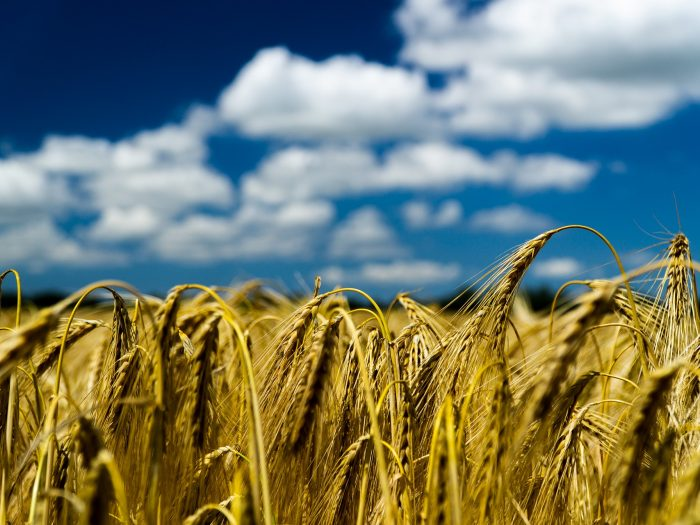 Cibum4's tweet photo. #Cereale apprezzato dai Romani, l’orzo è ricco di principi #nutritivi utili alla tua #salute. Alleato del sistema nervoso, è una fonte di #vitamina B e #antiossidanti. Mantiene basso il #colesterolo, aiuta la #digestione e ha proprietà #antiinfiammatorie. https://t.co/Zby9yHgeDE https://t.co/2thXaoNncl