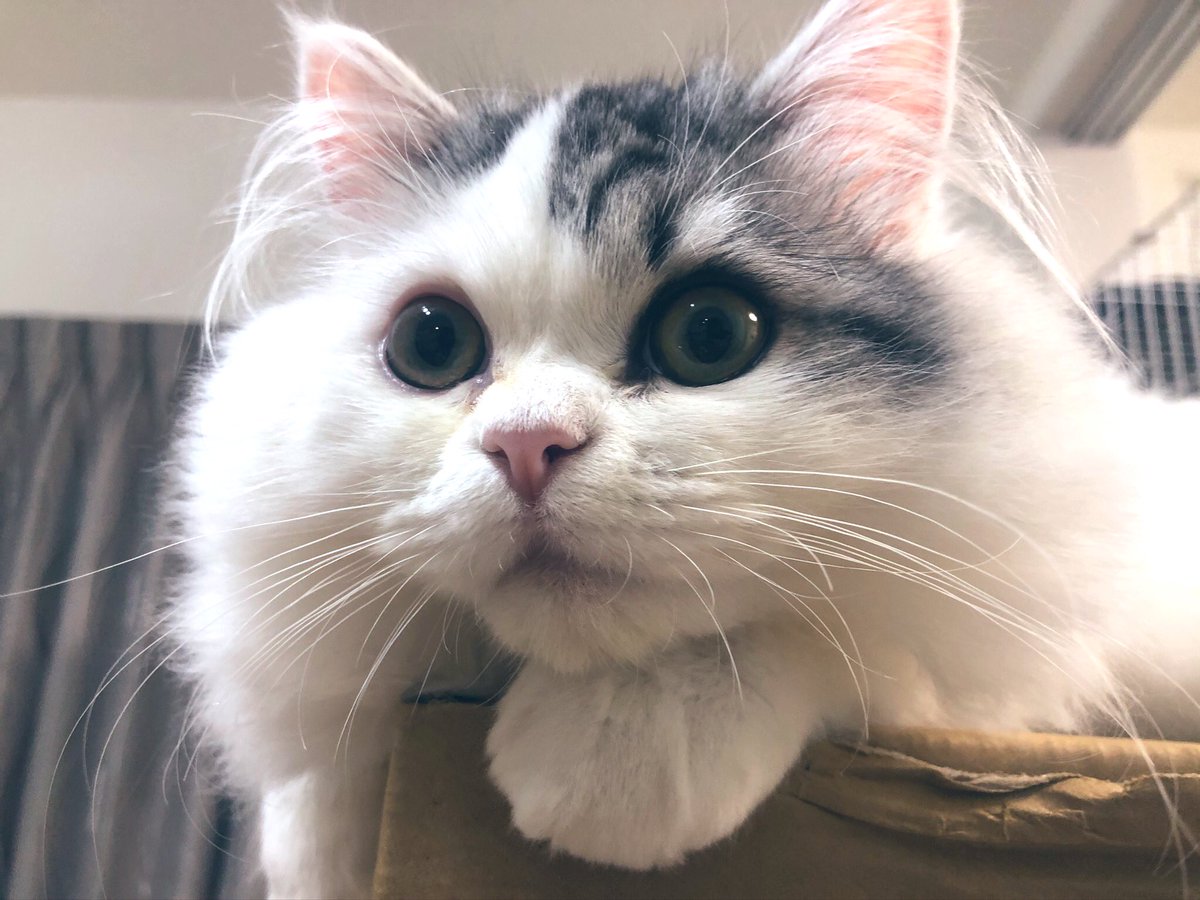 gomashio_924's tweet photo. 🙋‍♀️たまには獣医師らしく真面目な話...

ごましおは「腹腔内隠睾」といって、タマタマが身体の中に残ったままの子でした！

これ自体はすぐに命に関わる病気ではないのですが、繁殖すれば遺伝しますし、高齢になった時にお腹の中にある精巣が腫瘍化してしまうことがあるのです。（続く） https://t.co/1uoba5Lsvr