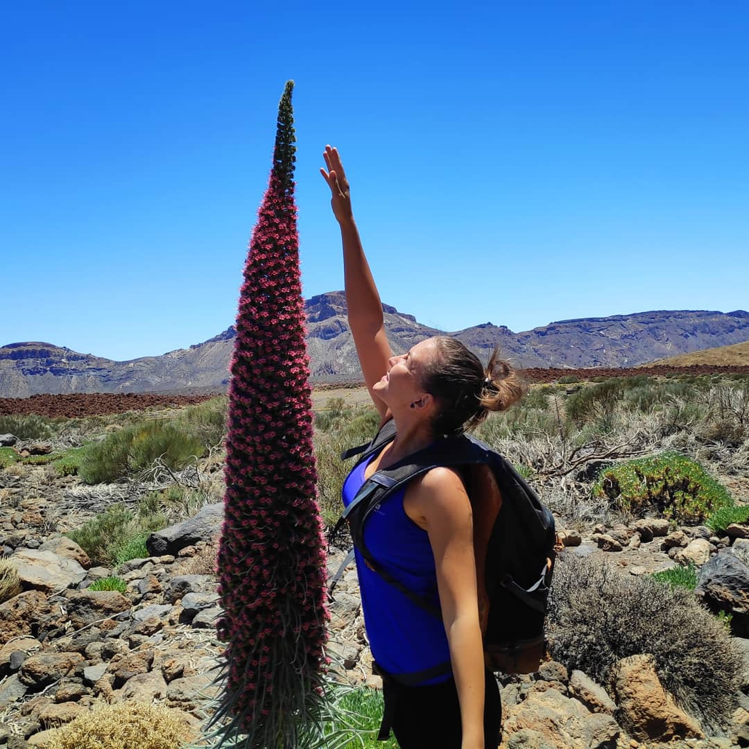 Teide National Park is blossoming 🌺❤
#teide #tajinaste #canaryislands #nationalpark #blossom #flor #lascanarias