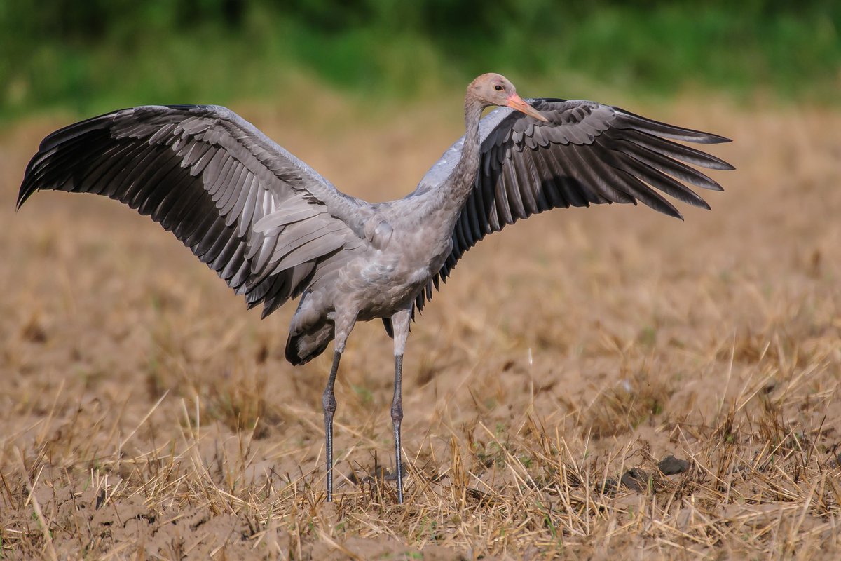 travel2poland's tweet photo. Le birdwatching ou observation des oiseaux en français est une pratique qui consiste à observer les oiseaux sauvages de façon récréative. 🦅
Voici quelques exemplaires du nord de la Pologne.
@PomorskieTravel #seeyousoon #polandtravel #polandwillwait https://t.co/j0R6ZY4knn
