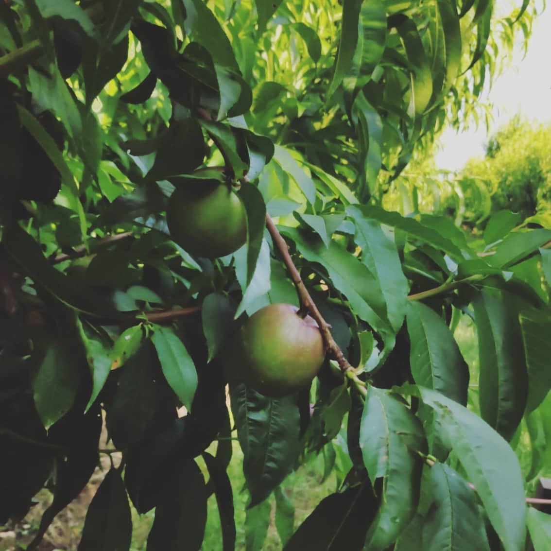 Fruiturisme's tweet photo. 🙋‍♀️Booon dia des del #MarVerd!
Avui us farem pensar.
Sabeu quina #fruita és?
Encara li queda 1 mes i mig per ser collida.
#fruiturisme #aitona #fruitakm0 #pages https://t.co/EdZ5VdY7fG