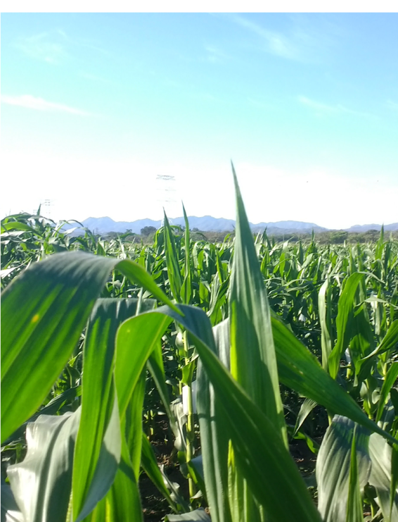  @TomHughesPlants is working on leaf development in crops such as maize and rice. He’s unpicking the genes that underpin development as part of an effort to develop better crops  @C4RiceProject.