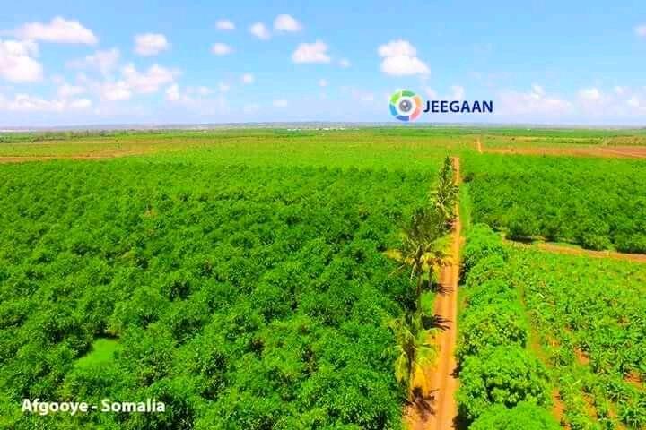 AhmedAbdullahi_'s tweet photo. The iconic beauty of #Somalia; great tourism attractions, beautiful beaches, meadows, rivers, wildlife, agriculture.....

Rome wasn't built in a day, but if we work together for peace, stability and good leadership Insha Allah we shall soon emerge as the pearl of #Africa https://t.co/3bNgL0NugH