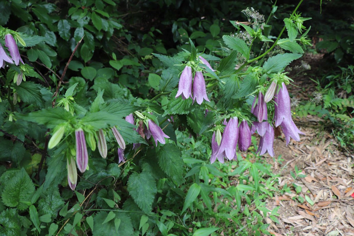 鹿嶋市どきどきセンター 公式 本日は 石仏 を探して山之上をガサガサ 道中 ホタルブクロ を見かけました ６ ７月に咲く花で名前の由来は諸説あり 蛍 を入れたとも提灯の 火垂る からきたともいうそうです 鹿嶋でももうすぐ ホタル が見られ