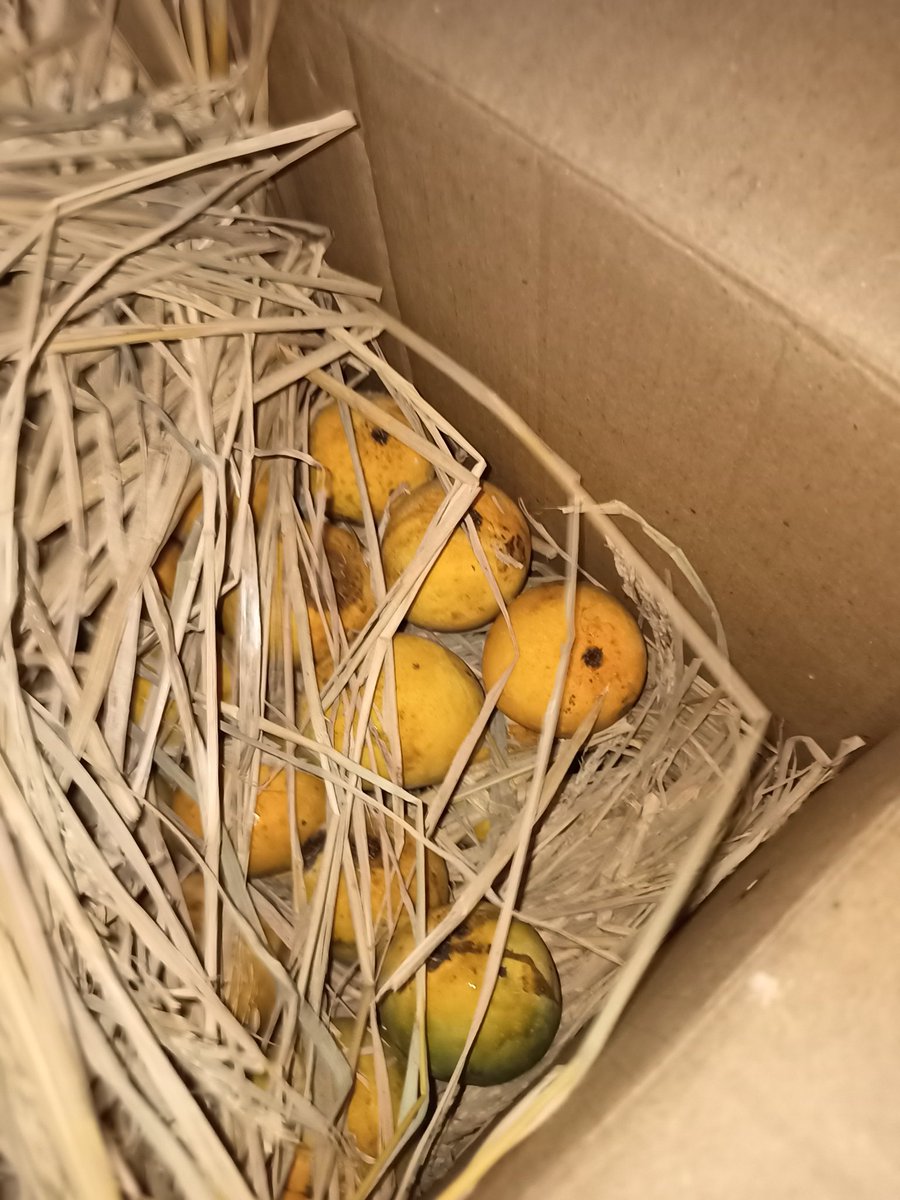 chris048's tweet photo. Sabko jalane Ka waqt aagaya hai ๐
#ripedmango #Mango https://t.co/6yjSOK4PjO