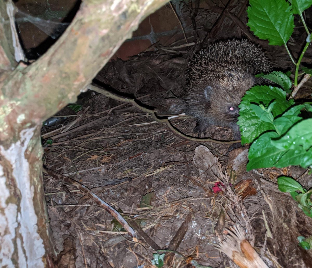 littlenicholls's tweet photo. Garden and veggies are coming on very well! Plus we have a new garden visitor! #homegrownveggies #ediblegarden #courgettes #sweetcorn #tomatoes #butternutsquash #rainbowchard #spinach #lettuce #sweetpeppers #leeks #shallots #rosemary #sage #oregano #alpinestrawberries #hedgehog https://t.co/E9wBuW4mvk