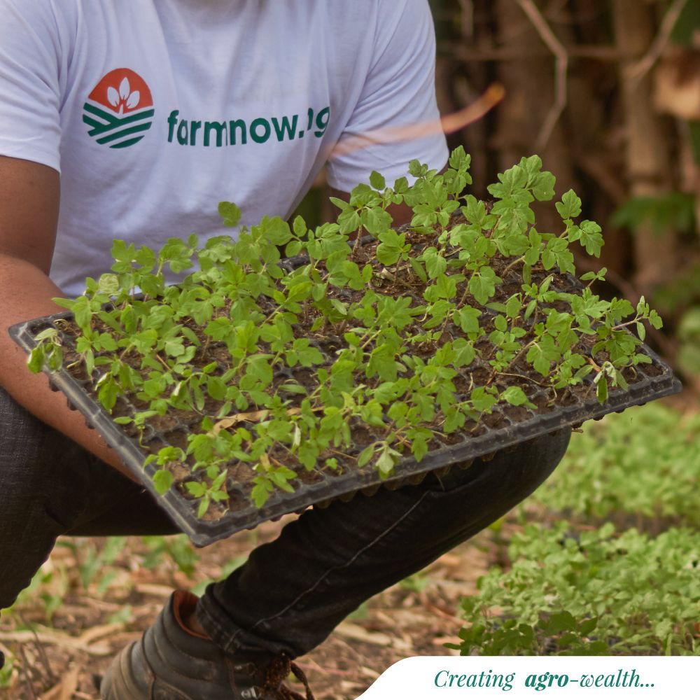 FarmnowNG's tweet photo. Once upon a time in one of our farms. 

Guess the plant 👀 👀

#Farmnow #Agriculture #FoodCrop https://t.co/bFuDYJsmv6