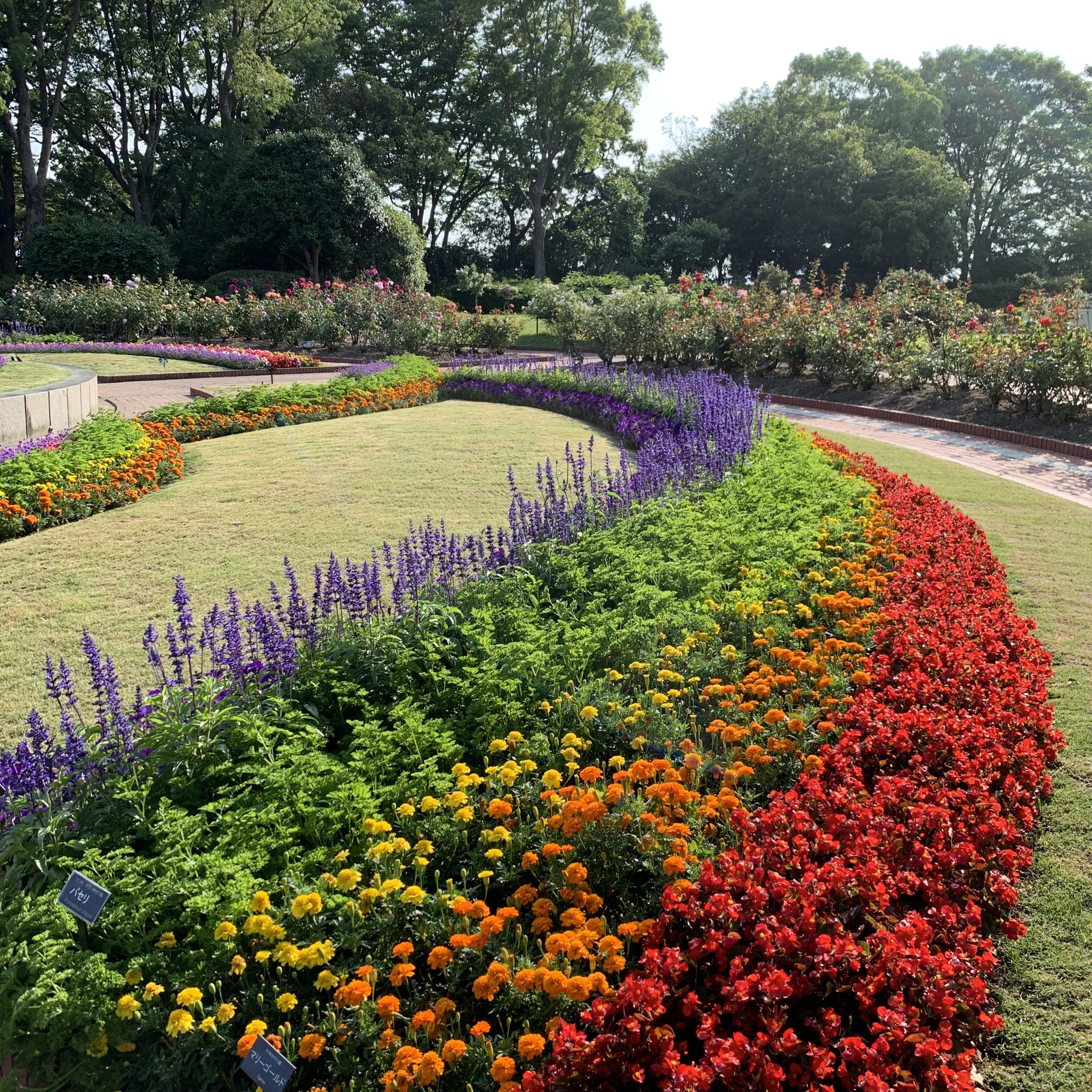 福岡市植物園 空に向かう虹色の花壇 レインボー花壇が見頃です T Co Q3xr70wlz8 楽しみながら学ぶ 福岡市植物園 福岡市動植物園 T Co M6u6perm09 Twitter 福岡市植物園 空に向かう虹色の花壇 レインボー花壇が見頃です T Co Q3xr70wlz8 楽しみながら学ぶ 福岡市植物園 福岡市動植物園 T Co M6u6perm09 Twitter