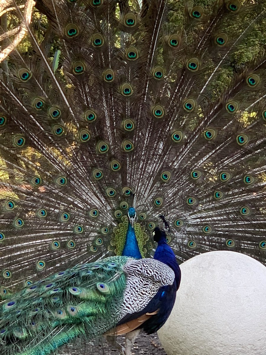 Peacock face off @PrestonfieldHH #doublepeackock #prestonfield