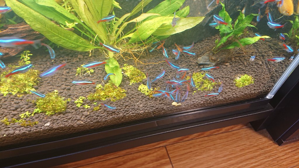 Takewo Cob On Twitter 第２の60cm水槽にはプレコが３匹入ってるんですが プレコ用に餌 を入れてもすぐさまにテトラ達が群がり 器用に食べてます笑 君たち用の餌じゃないんだ やっぱ寝る前にあげなあかんかー