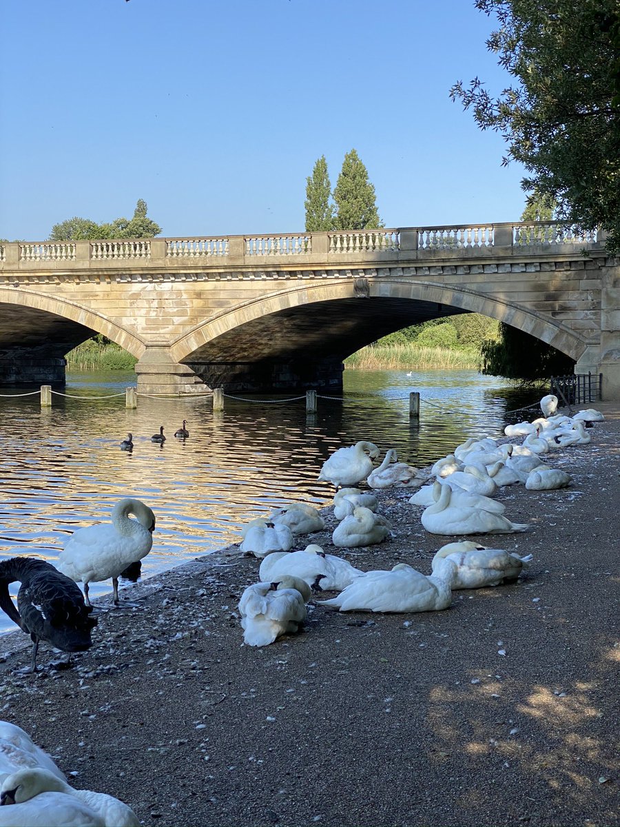 londonwhispers's tweet image. Someone’s taking a restful morning along the Serpentine in London  @theroyalparks #Snoozing #swanlife  #londonparks #NaturePhotography #birdstory