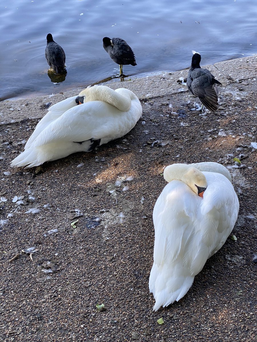 londonwhispers's tweet image. Someone’s taking a restful morning along the Serpentine in London  @theroyalparks #Snoozing #swanlife  #londonparks #NaturePhotography #birdstory