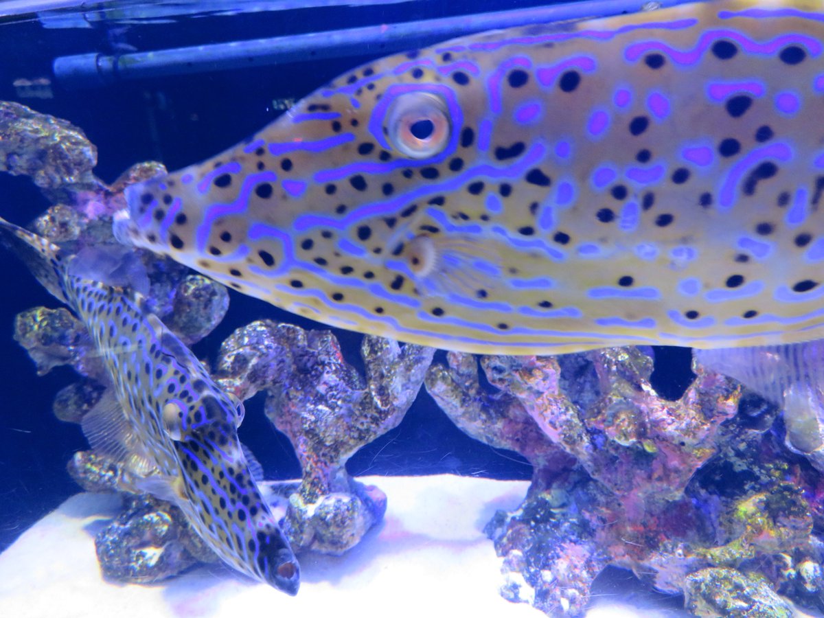 SGV_Destroyer's tweet photo. 昨日6月1日は #WorldReefDay #WorldReefAwarenessDay だったらしいので、サンゴ礁を生息環境とする魚類、#ソウシハギ(#沼津港深海水族館 で撮影)の写真をを流す(またしても1日遅れだが)。サンゴ礁には、本種のように有毒な生物も多く棲む。 #ScrawledFilefish #AluterusScriptus https://t.co/JYU6O0QTdM