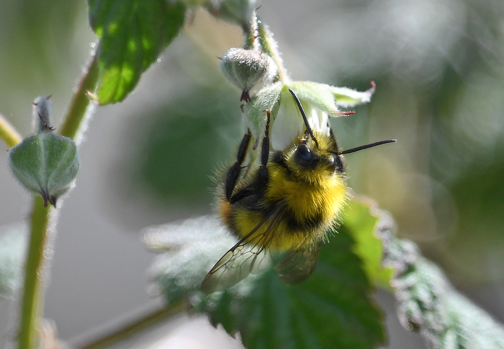 andyjonesfoto1's tweet photo. Early Bumble Bee (male) on Wild Raspberry, Peak District, Derbyshire - 1st June 2020. @Natures_Voice @peakdistrict @PeakDistrictNT @BumblebeeTrust #EarlyBumbleBee #bumblebee #wildraspberry #PeakDistrict #Derbyshire #Local https://t.co/EjPyOme7Sj