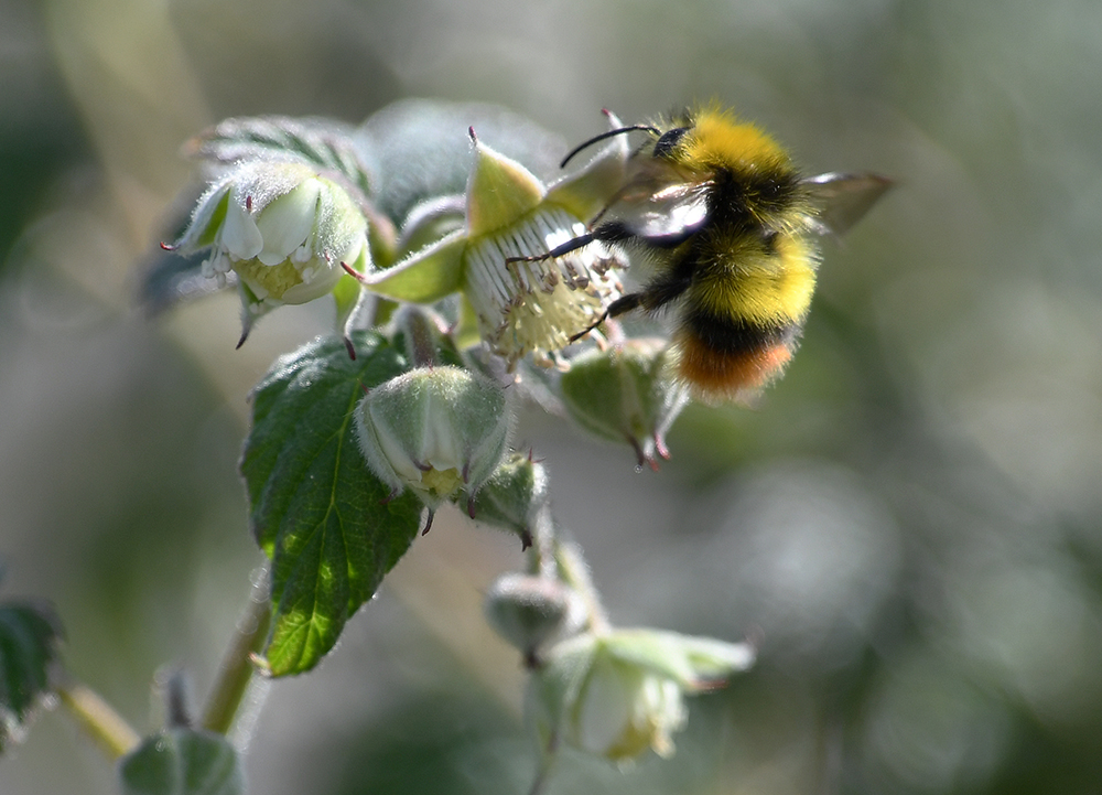 andyjonesfoto1's tweet photo. Early Bumble Bee (male) on Wild Raspberry, Peak District, Derbyshire - 1st June 2020. @Natures_Voice @peakdistrict @PeakDistrictNT @BumblebeeTrust #EarlyBumbleBee #bumblebee #wildraspberry #PeakDistrict #Derbyshire #Local https://t.co/EjPyOme7Sj