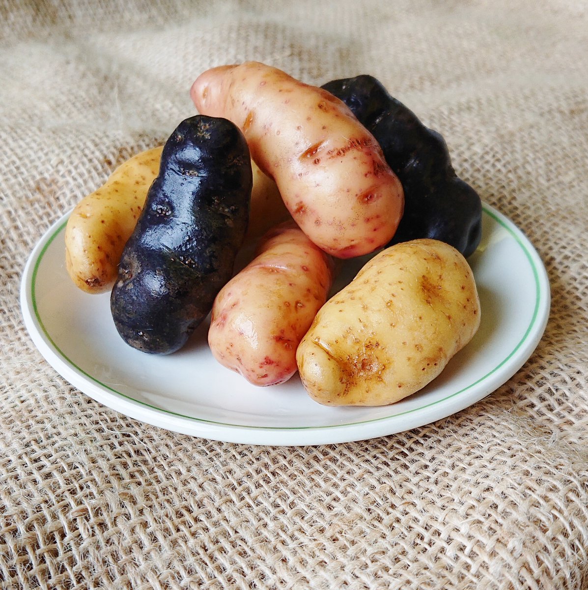 ThePotatoShop's tweet photo. The Fingerling Trio

A delicious mix of three of our popular waxy varieties - #PinkFirApple, #LaRatte &amp; #Vitelotte. Perfect for light summer salads simply steam or boil &amp; enjoy hot or cold. 

Find them on our #HonestyStall in #Tenterden or order online: https://t.co/164Mnvse5t https://t.co/et6SHqwaWb