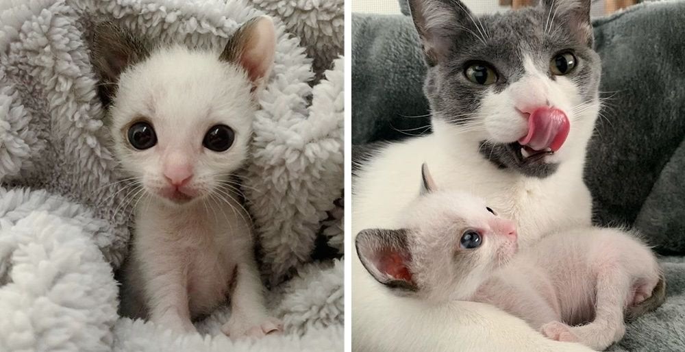 MeowMoeDotCom's tweet photo. Palm-sized #Kitten
#Cats #Cat #Kittens #Kitten #Kitty #Pets #Pet #Meow #Moe #CuteCats #CuteCat #CuteKittens #CuteKitten #MeowMoe #Palmsized
https://t.co/XQiODEmbf8 https://t.co/iLbz54Cxj1