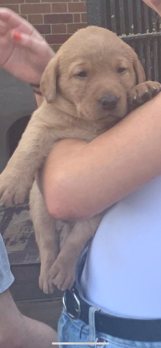 Jeremy Farrar tweet media