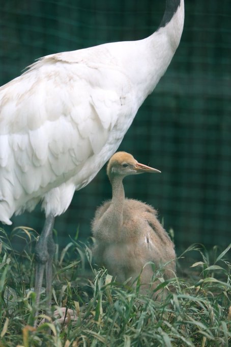 タンチョウのtwitterイラスト検索結果