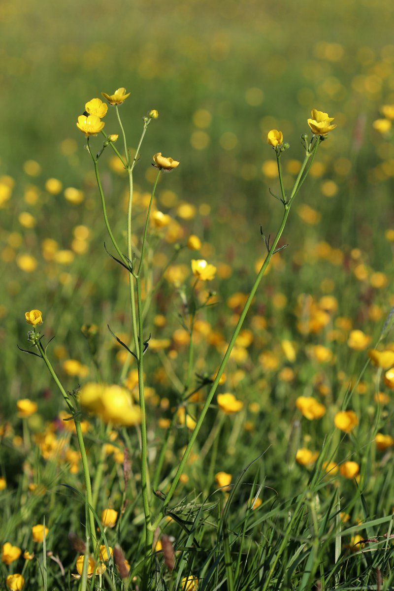 BiophilicWales's tweet photo. Our volunteers are doing a brilliant job growing wildflowers for the Swansea Bay NHS 💚
We've given out over 600,00 seeds for #JoinOurGrowingTeam. Each seed makes a big difference to biodiversity and the NHS. 🌼
#30dayswild #NationalVolunteerWeek #WNW20 #Wildflowers #NHS https://t.co/3fkfY8BGmM