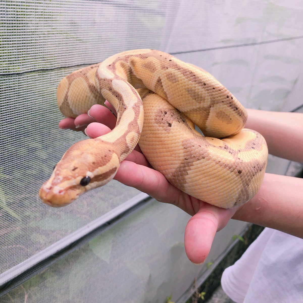 レルブン 新しくお迎えしました ボールパイソン バナナ フルアダルトの大きな子 お名前何にしようかなぁ ボールパイソン Ballpython 爬虫類好きさんと繋がりたい レルブン 新しくお迎えしました ボールパイソン バナナ フルアダルトの大きな子 お名前何にしようかなぁ ボールパイソン Ballpython 爬虫類好きさんと繋がりたい
