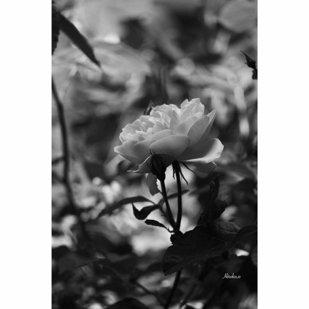 0622_bnw's tweet photo. ❥
Proudly
:
:
#rosegarden
#ellegance
#flowerstagram
#bnwflowers
#fujifilm
#fujifilmxt30
#fujifilm_xseries
#fuji_global
#fuji_feed
#fuji_japan
#pentacon135
#pentaconauto
#classiclense https://t.co/vc34TtMrjR https://t.co/3bk3Zf3J7x