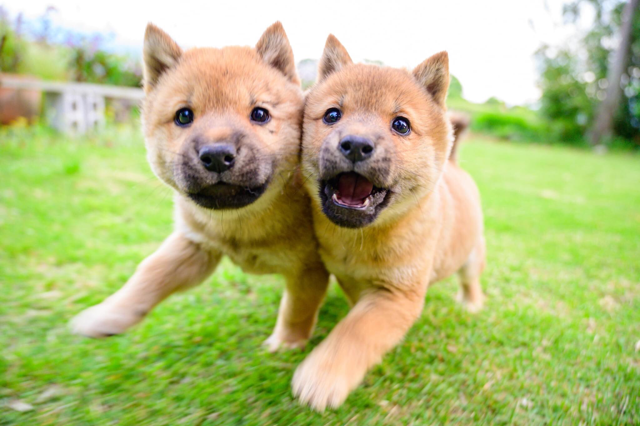 かわいい w奇跡的に撮れた一枚 走りながら顔くっつけてる子犬たち 話題の画像プラス かわいい w奇跡的に撮れた一枚 走りながら顔くっつけてる子犬たち 話題の画像プラス