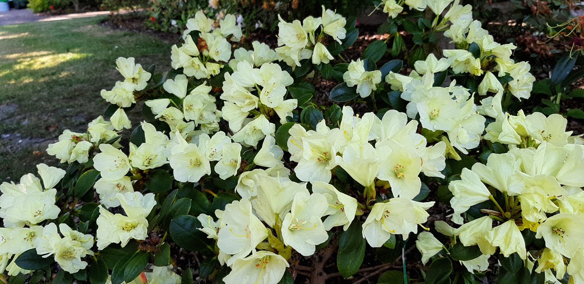 R. 'Lemon Dream', such a delicate shade of yellow. A late flowering rhododendron suitable for the smaller garden.