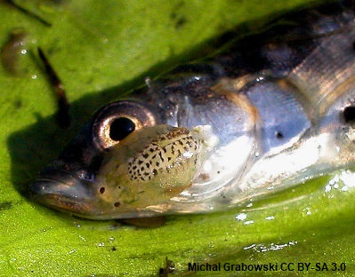 OtletResearch's tweet photo. Can you help? Researcher @RosySeagerJones is seeking photos of #Saprolegnia (Cotton wool disease) &amp; #Argulus (Fish lice) on any species of freshwater fish found in the UK. 

Full request details on the database at https://t.co/cB6KGIgHgM 

Plz RT to spread the #fishsci word! https://t.co/7gkRNsFuN4