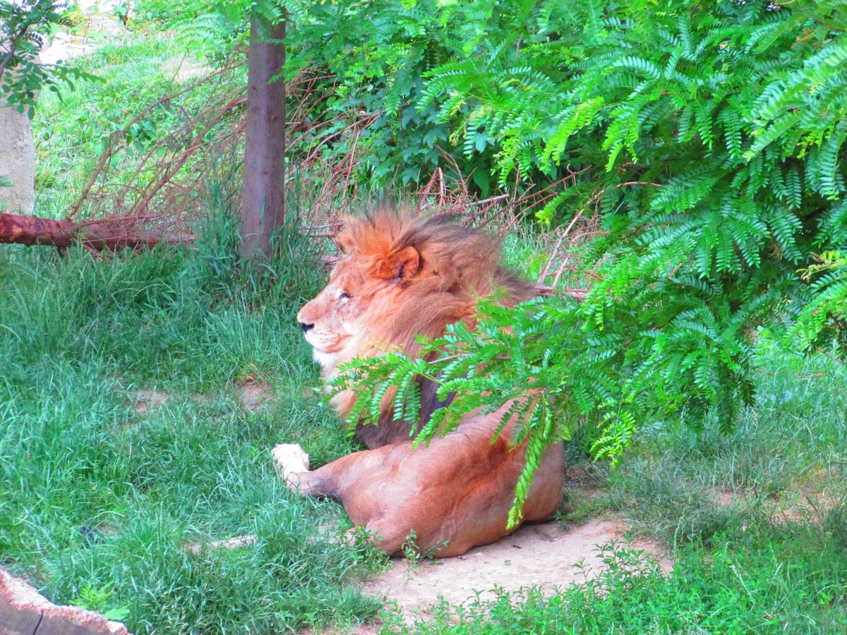 3 miseca nije bija u brice 😂🦁 #zagreb #zagrebzoo #QuarantineLife 
Follow for more 👇
©️ bit.ly/GoToPhotoArchi…