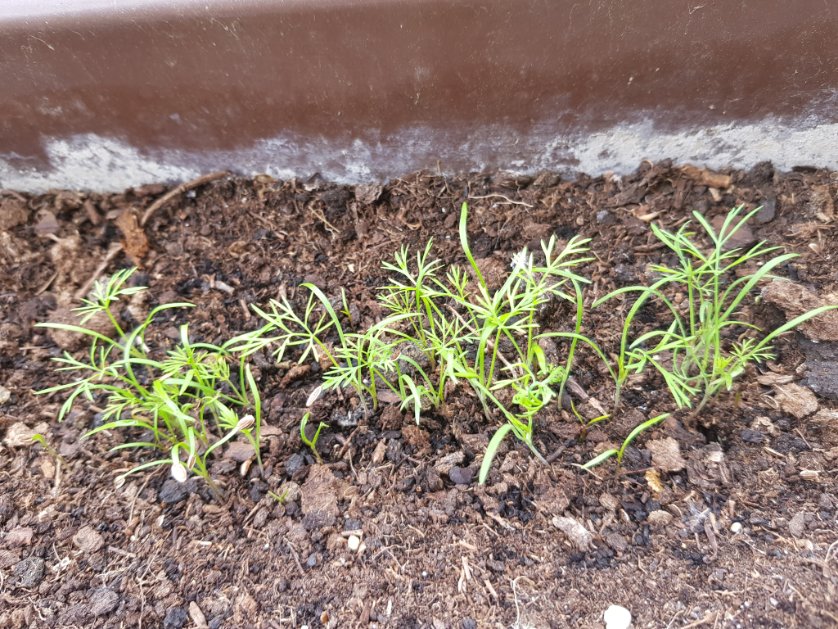 Sofi_Sher's tweet image. #садовод #gardeninglife #GardensHour #plants

how I met this summer: new plants🥕🌺
увлеклась вдруг садоводством: после укропа пошли морковка и гвоздика😎