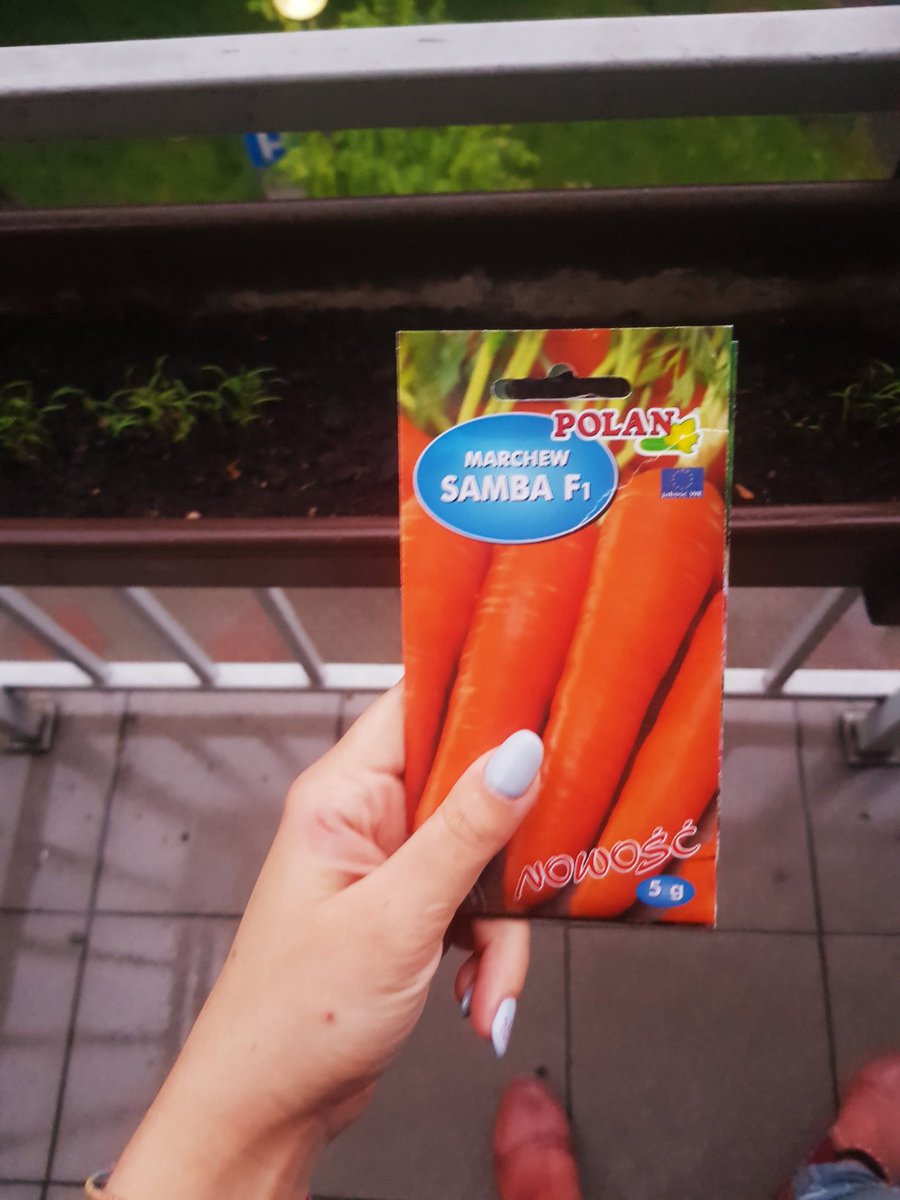Sofi_Sher's tweet image. #садовод #gardeninglife #GardensHour #plants

how I met this summer: new plants🥕🌺
увлеклась вдруг садоводством: после укропа пошли морковка и гвоздика😎