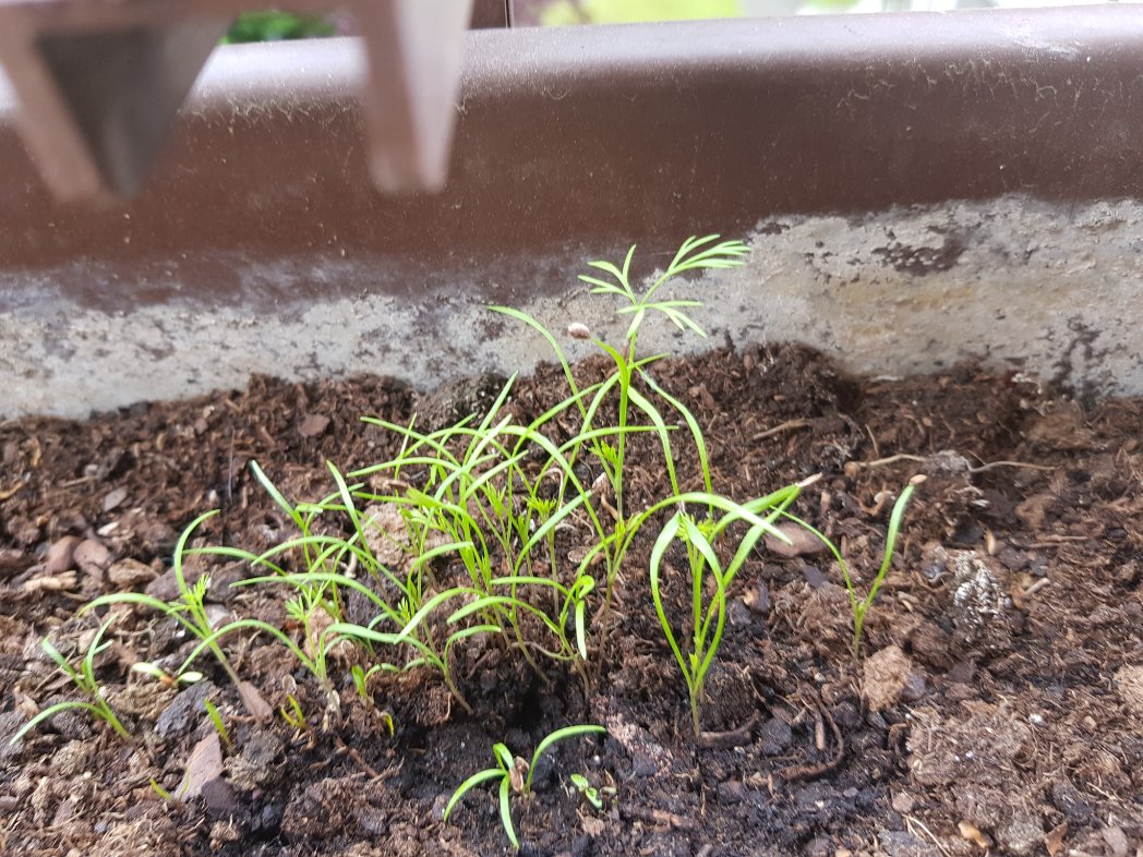 Sofi_Sher's tweet image. #садовод #gardeninglife #GardensHour #plants

how I met this summer: new plants🥕🌺
увлеклась вдруг садоводством: после укропа пошли морковка и гвоздика😎