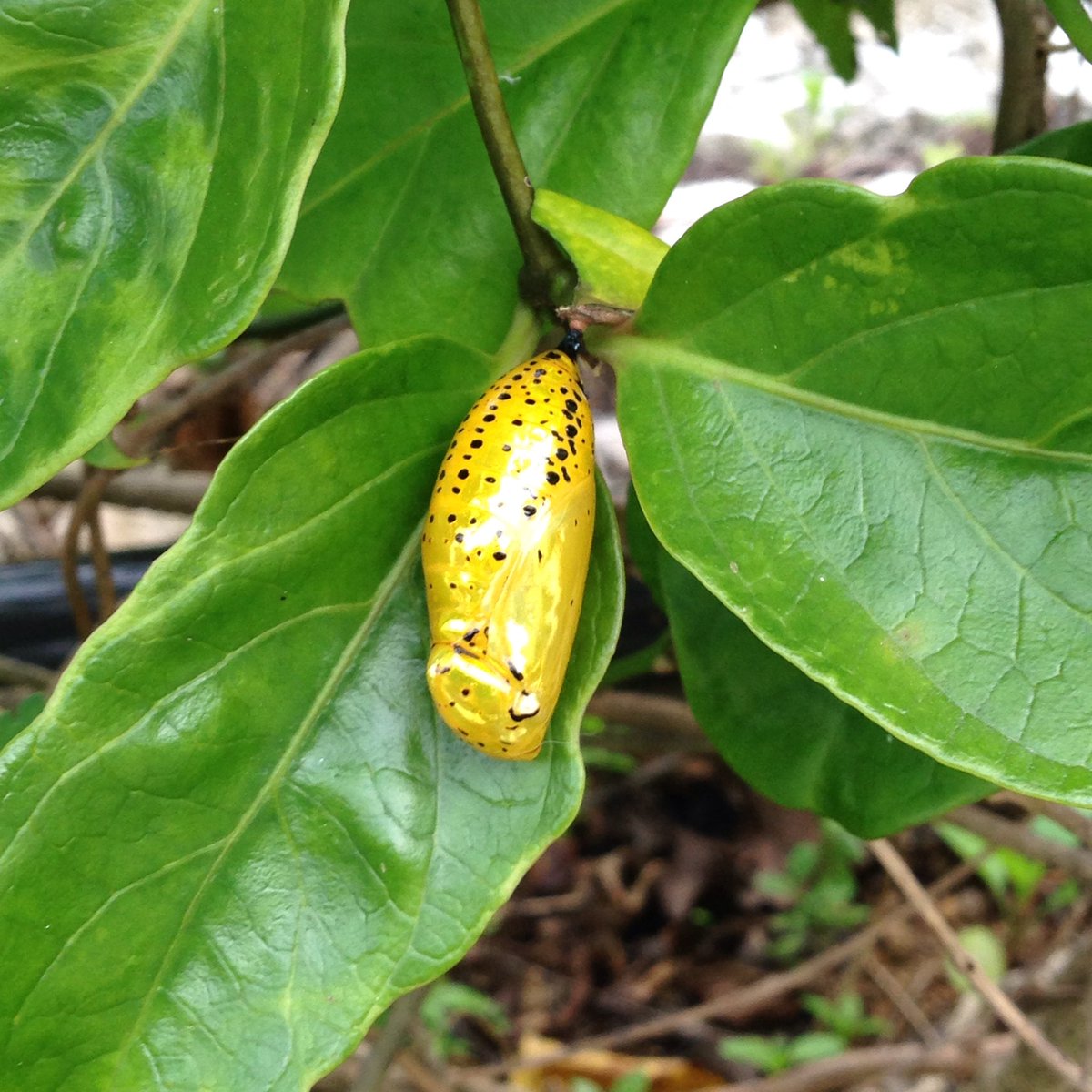 黄金のサナギ Twitter Search