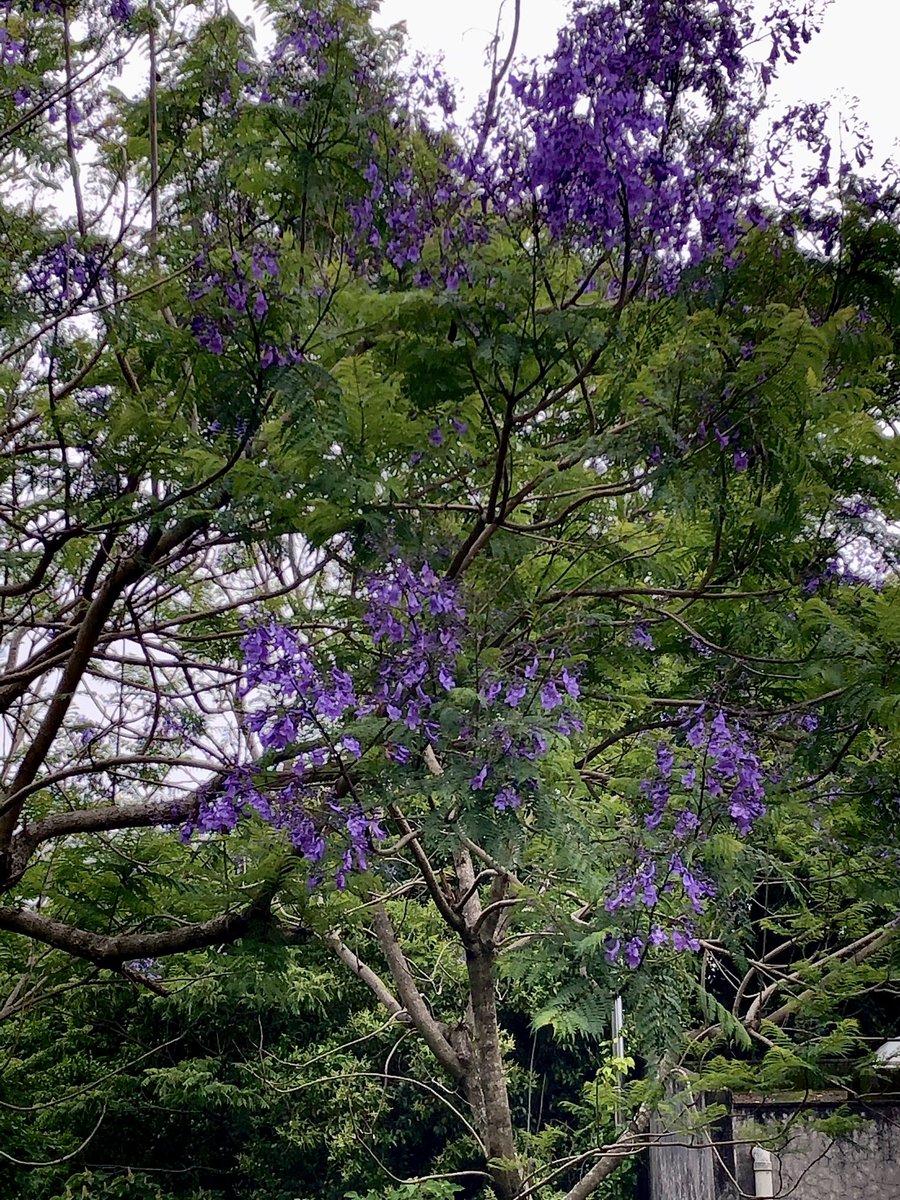 鹿児島市平川動物公園 V Twitter キリン 舎の近くにはジャカランダが咲いています ジャカランダの花言葉は 栄光 と 名誉 平川動物公園 マグマシティ ジャカランダ
