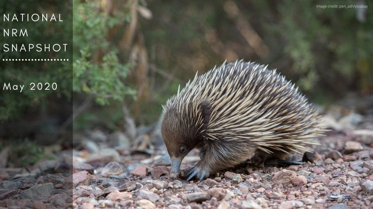 Our update for May is out now. Featuring a number of stories in celebration of last month's International Day of Biodiversity, it showcases just a small sample of the amazing work being carried out by NRMs across Australia #1000soflocalsolutions nrmregionsaustralia.com.au/national-nrm-s…