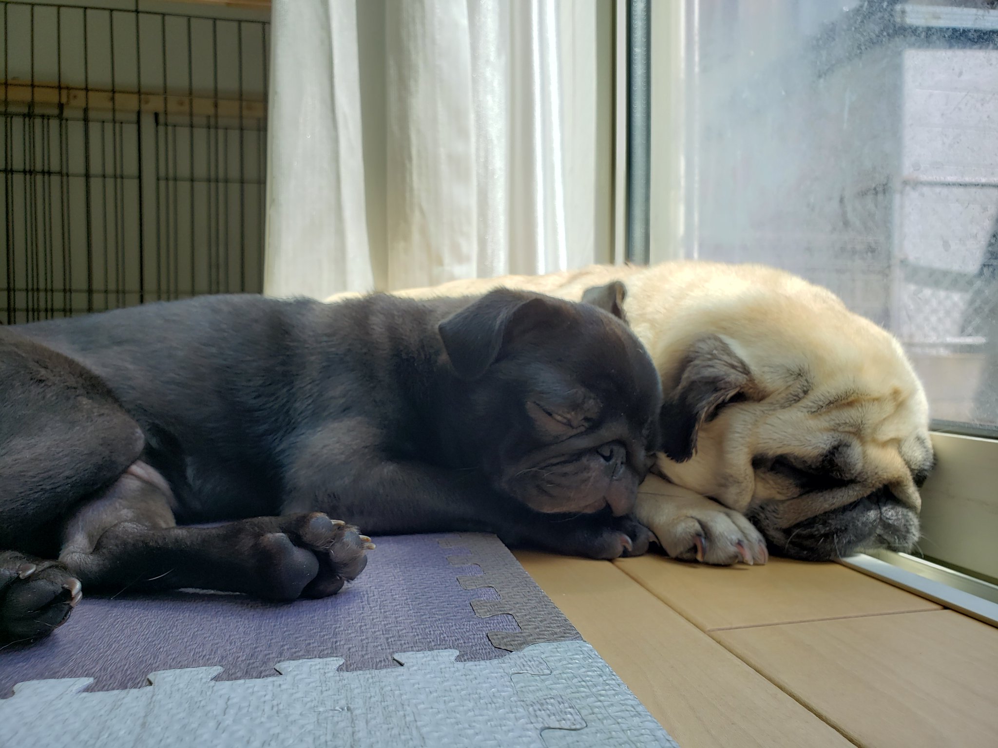 ノリなる日和 今日のお二人さん パグ Pug 多頭飼い T Co Vileb32pol Twitter